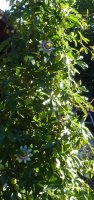 Passiflora caerulea - Passionsblume