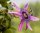 Passiflora caerulea Victoria - Passionsblume
