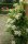 Kletterhortensie - Hydrangea petiolaris