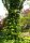 Kletterhortensie - Hydrangea petiolaris