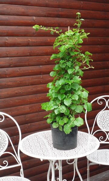 Kletterhortensie - Hydrangea petiolaris 40-60 cm, im 5 Liter Container