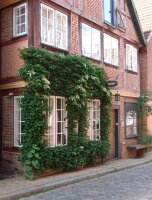 Kletterhortensie - Hydrangea petiolaris 40-60 cm, im 5 Liter Container
