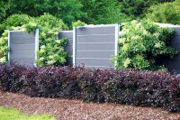 Kletterhortensie - Hydrangea petiolaris 40-60 cm, im 5 Liter Container