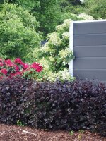 Kletterhortensie - Hydrangea petiolaris 40-60 cm, im 5 Liter Container