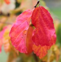 Eisenholzbaum - Parrotie - Parrotia persica