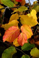 Eisenholzbaum - Parrotie - Parrotia persica