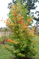 Eisenholzbaum - Parrotie - Parrotia persica