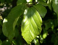 Eisenholzbaum - Parrotie - Parrotia persica