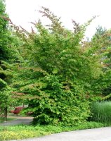 Eisenholzbaum - Parrotie - Parrotia persica