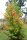 Eisenholzbaum - Parrotie - Parrotia persica 40-60 cm, im Container oder mit Ballen