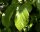 Eisenholzbaum - Parrotie - Parrotia persica 40-60 cm, im Container oder mit Ballen