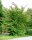 Eisenholzbaum - Parrotie - Parrotia persica 40-60 cm, im Container oder mit Ballen