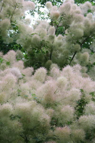 Cotinus coggygria Young Lady - Perückenstrauch