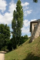 Pyramidenpappel - Populus nigra Italica 80 -120 cm,...