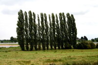 Pyramidenpappel - Populus nigra Italica 80 -120 cm, bewurzeltes Steckholz wurzelnackt