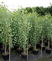 Pyramidenpappel - Populus nigra Italica 80 -120 cm, bewurzeltes Steckholz wurzelnackt