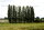 Pyramidenpappel - Populus nigra Italica 80 -120 cm, bewurzeltes Steckholz wurzelnackt