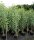Pyramidenpappel - Populus nigra Italica 80 -120 cm, bewurzeltes Steckholz wurzelnackt