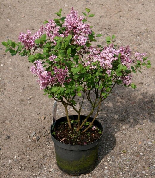 Zwergflieder - Duftflieder - Syringa meyeri Palibin  40-60 cm, Strauch im 3 Liter Container
