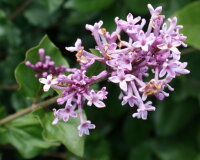 Zwergflieder - Duftflieder - Syringa meyeri Palibin  40-60 cm, Strauch im 3 Liter Container