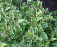Zwergflieder - Duftflieder - Syringa meyeri Palibin  40-60 cm, Strauch im 3 Liter Container