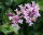 Zwergflieder - Duftflieder - Syringa meyeri Palibin  40-60 cm, Strauch im 3 Liter Container