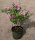 Zwergflieder - Duftflieder - Syringa meyeri Palibin  40-60 cm, Strauch im 3 Liter Container