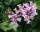 Zwergflieder - Duftflieder - Syringa meyeri Palibin  40-60 cm, Strauch im 3 Liter Container