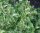 Zwergflieder - Duftflieder - Syringa meyeri Palibin  40-60 cm, Strauch im 3 Liter Container