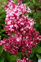 Zwergflieder Flieder - Syringa Tinkerbelle® Elfenflieder