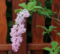 Bogenflieder - Syringa reflexa - 