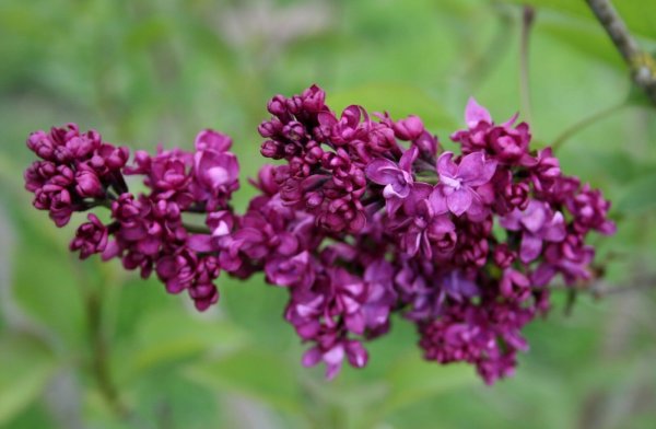 Flieder Edelflieder  - Syringa vulgaris  Charles Joly 