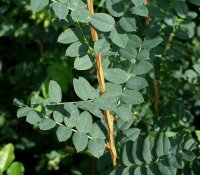 Erbsenstrauch - Caragana arborescens 60-100 cm,...