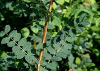 Erbsenstrauch - Caragana arborescens 50-80 cm, 2-jährig verschulter Sämling, wurzelnackt