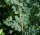 Erbsenstrauch - Caragana arborescens 50-80 cm, 2-jährig verschulter Sämling, wurzelnackt