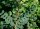 Erbsenstrauch - Caragana arborescens 50-80 cm, 2-jährig verschulter Sämling, wurzelnackt