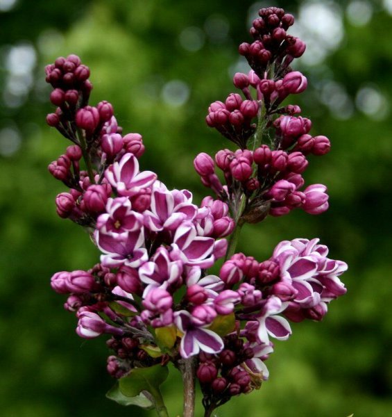 Flieder Edelflieder - Syringa vulgaris Sensation