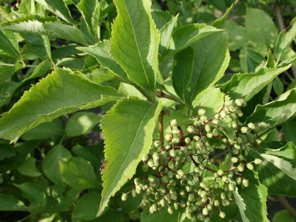 Holunder - Sambucus nigra Haschberg 40-60 cm, Strauch im 5 Liter Container