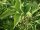 Holunder - Sambucus nigra Haschberg 40-60 cm, Strauch im 5 Liter Container