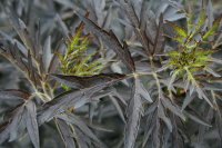 Holunder - Sambucus nigra Black Lace®