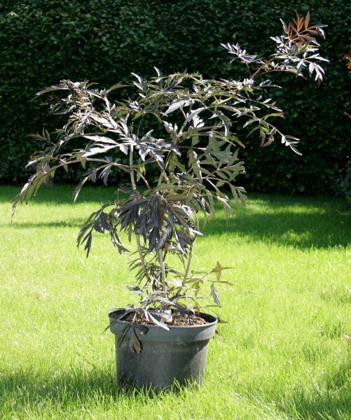 Holunder - Sambucus nigra Black Lace® 40-60 cm, Strauch im 5 Liter Container