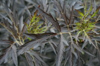 Holunder - Sambucus nigra Black Lace® 40-60 cm, Strauch im 5 Liter Container