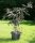 Holunder - Sambucus nigra Black Lace® 40-60 cm, Strauch im 5 Liter Container