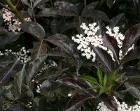 Holunder - Sambucus nigra Black Beauty®