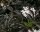 Holunder - Sambucus nigra Black Beauty® 40-60 cm, Strauch im 5 Liter Container