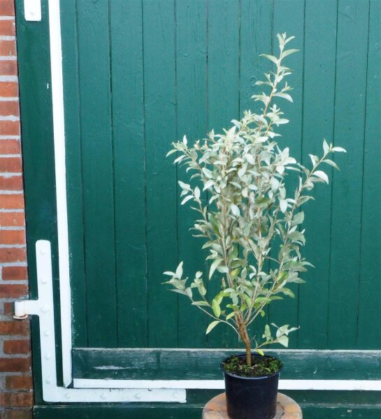 Silberölweide Zempin Elaeagnus commutata 60-100 cm, Strauch im 5-Liter  Container