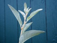 Silberölweide Zempin Elaeagnus commutata 60-100 cm, Strauch im 5-Liter  Container