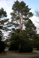 Gew&ouml;hnliche Kiefer, Wald-Kiefer - Pinus sylvestris