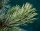 Gewöhnliche Kiefer, Wald-Kiefer - Pinus sylvestris