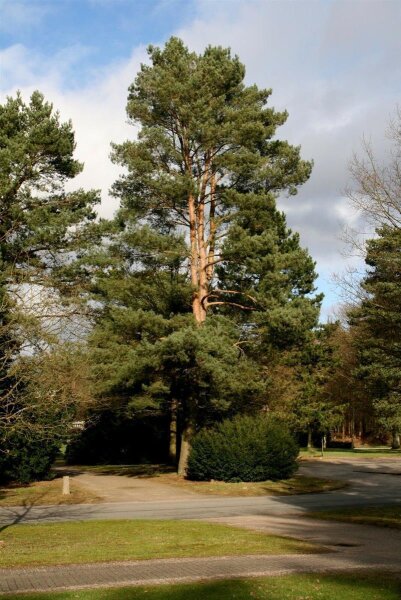 Gewöhnliche Kiefer, Wald-Kiefer - Pinus sylvestris 3jährig verschulter Sämling